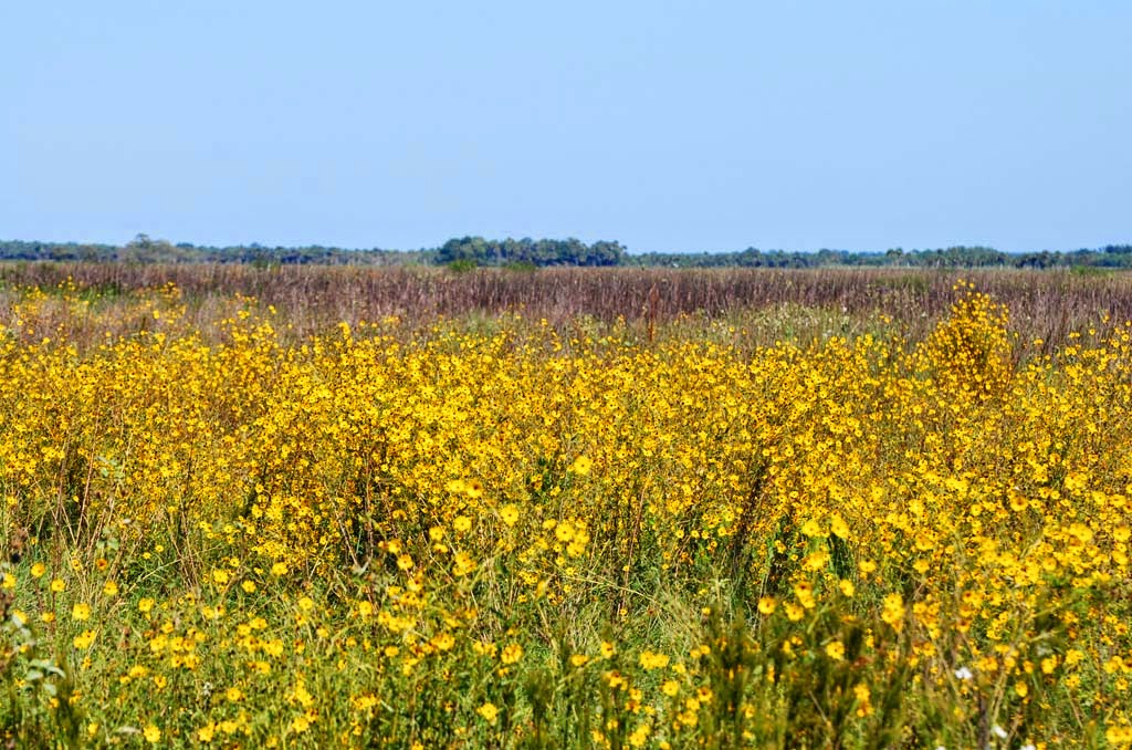 Space Coast Wildflowers Tosohatchee WMA Southeastern Sunflowers