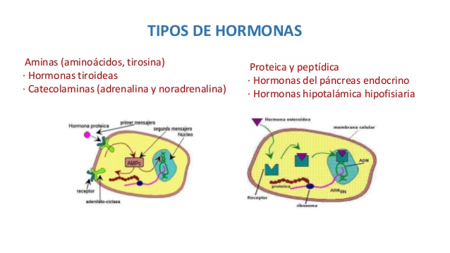Ciproterona
