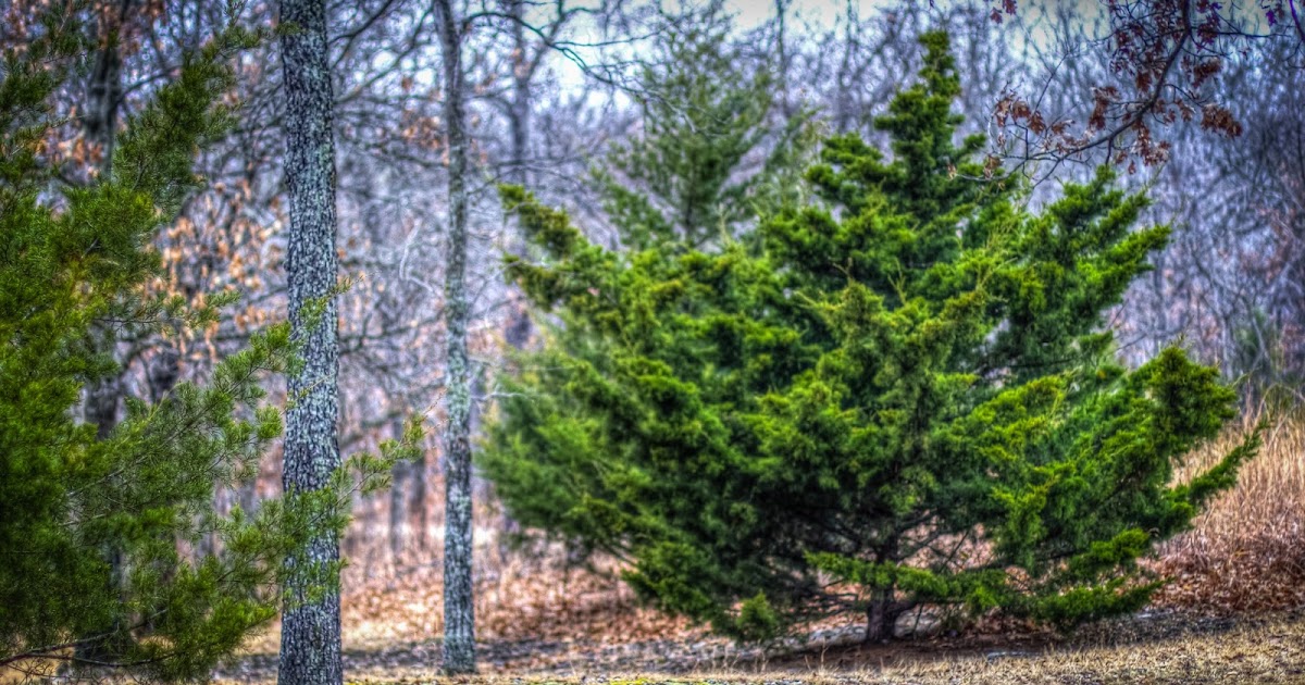 Our Eyes Upon Missouri The Evergreen