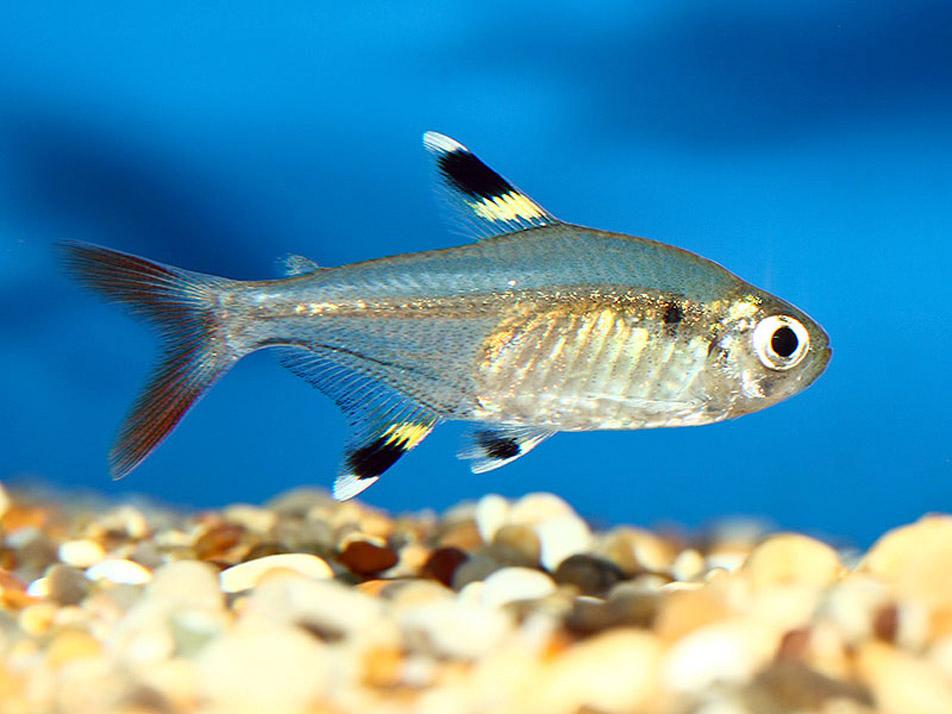 x ray tetra