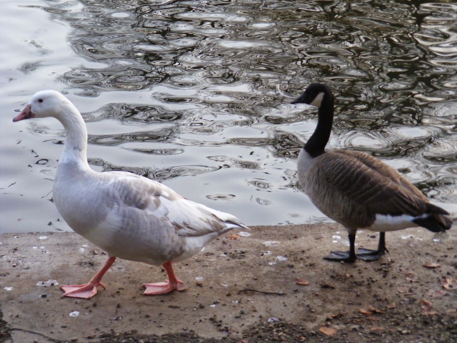 Bird Hybrids domestic Greylag Goose x Canada Goose