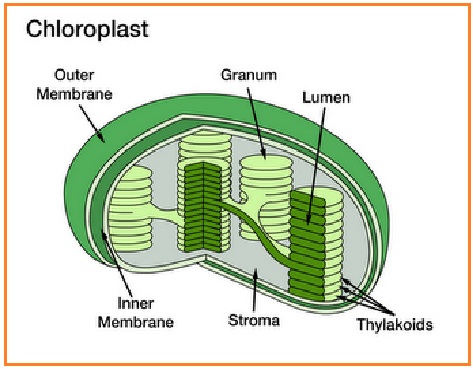 Latihan Soal Fotosintesis