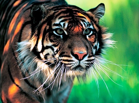 Animales Animales