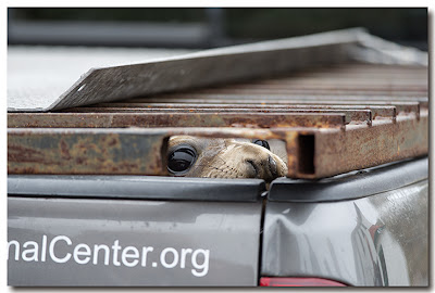 Northern Elephant Seal peeks through opening in truck