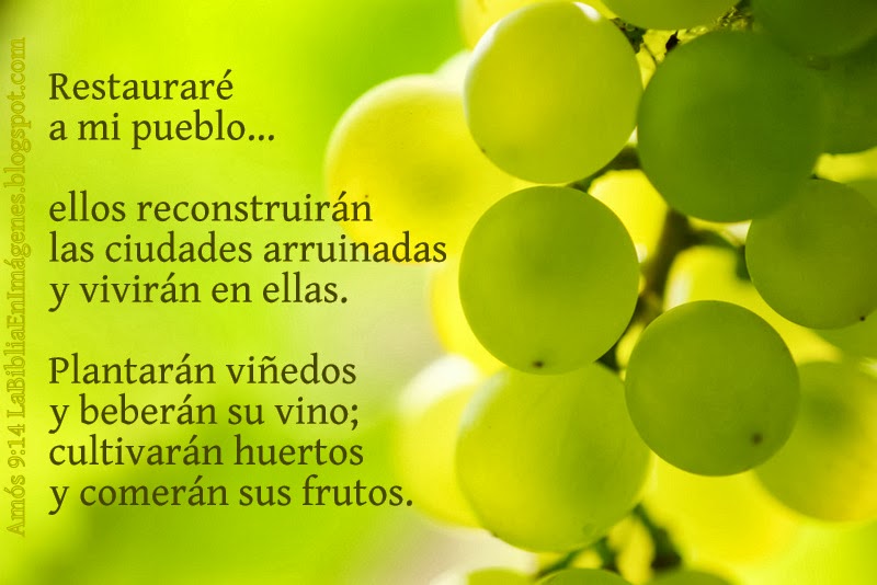 La Biblia en Imágenes AMOS 914