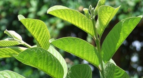 Mẹo chữa bệnh tiểu đường đơn giản không ai ngờ tới Mẹo chữa bệnh tiểu đường đơn giản không ai ngờ tới