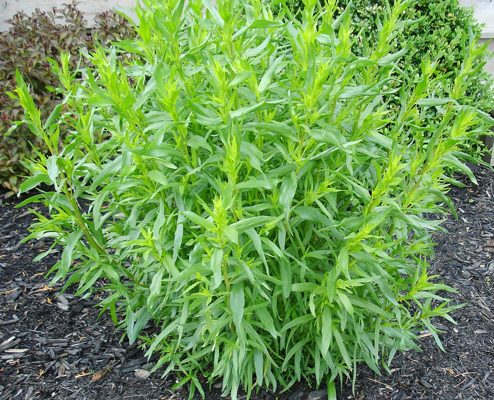 300 graines Estragon Français(Artemisia Dracunculus)H486 FRENCH