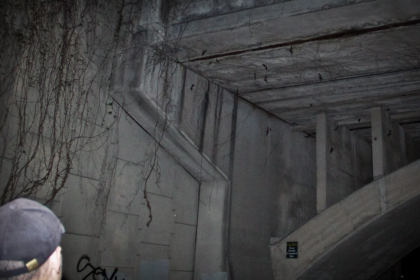 Feather Tailed Stories Bats Under the Congress Avenue Bridge