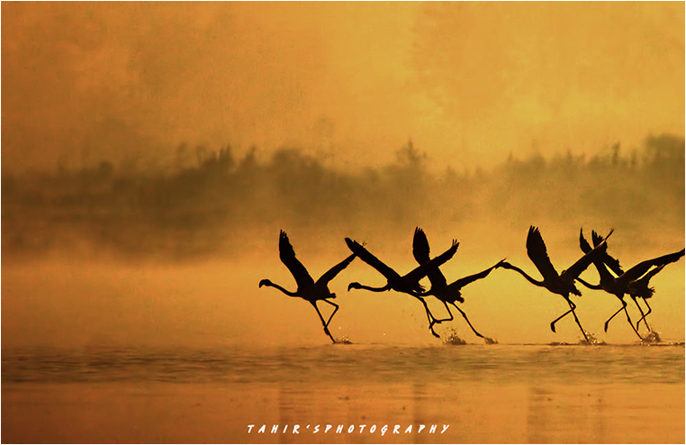 Emerging Photographers, Best Photo of the Day in Emphoka by Tahir Abbas Emerging Photographers, Best Photo of the Day in Emphoka by Tahir Abbas