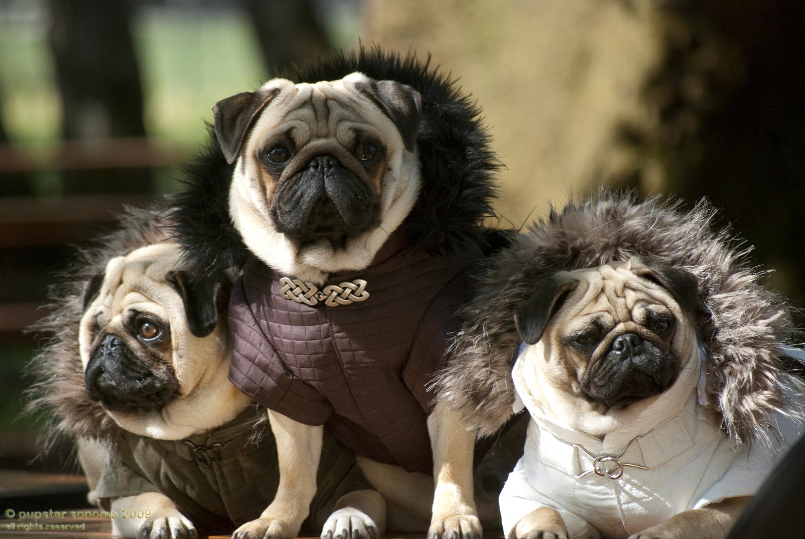 pug chile imajenes de perritos pug imagui pug chile imajenes de perritos pug imagui