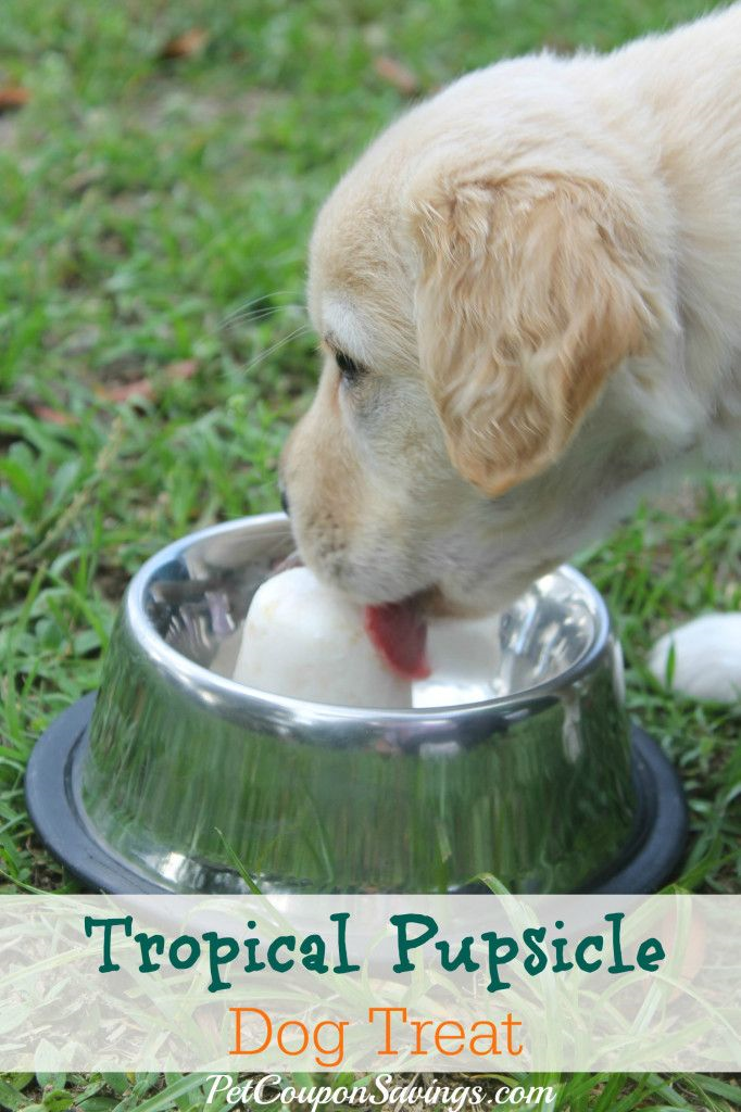 7 DIY Dog Treats To Try This Summer Do it yourself ideas and projects