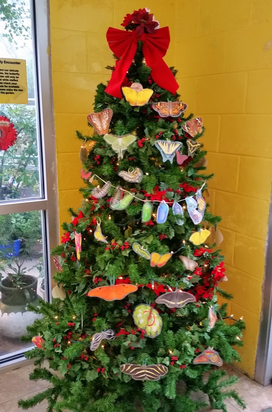 and of course our florida native butterfly and moth christmas tree is back again this year decorated with ornaments made from the photos found in one of - Florida Christmas Decorations and of course our florida native butterfly and moth christmas tree is back again this year decorated with ornaments made from the photos found in one of - Florida Christmas Decorations