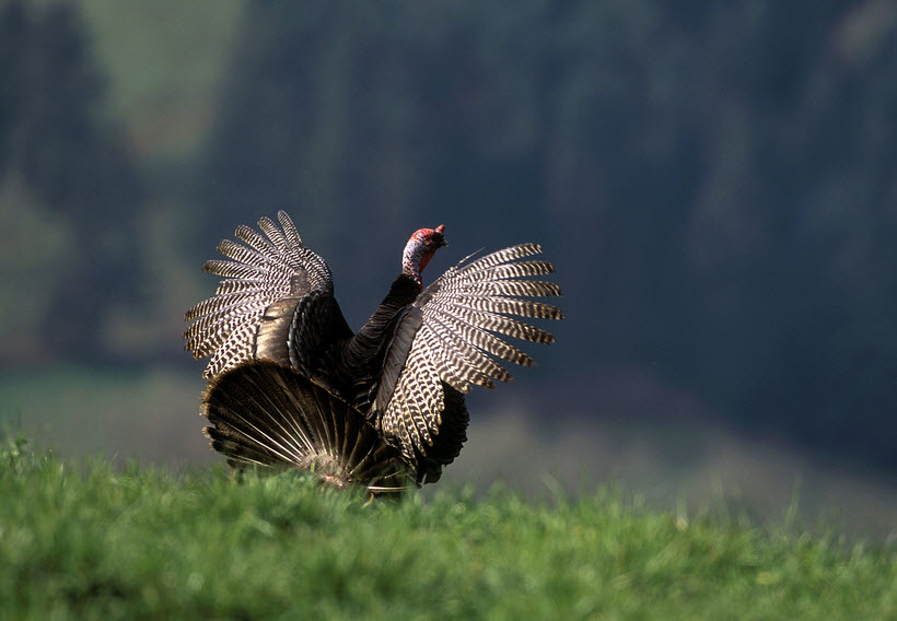 Wild Turkey The Biggest Animals Kingdom