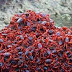 Millions of red crabs thumbnail