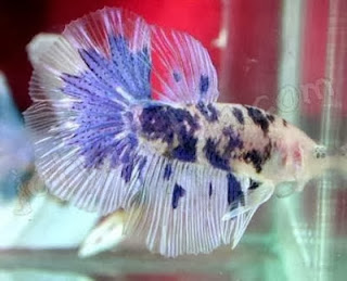 gambar ikan cupang laga gambar ikan cupang laga