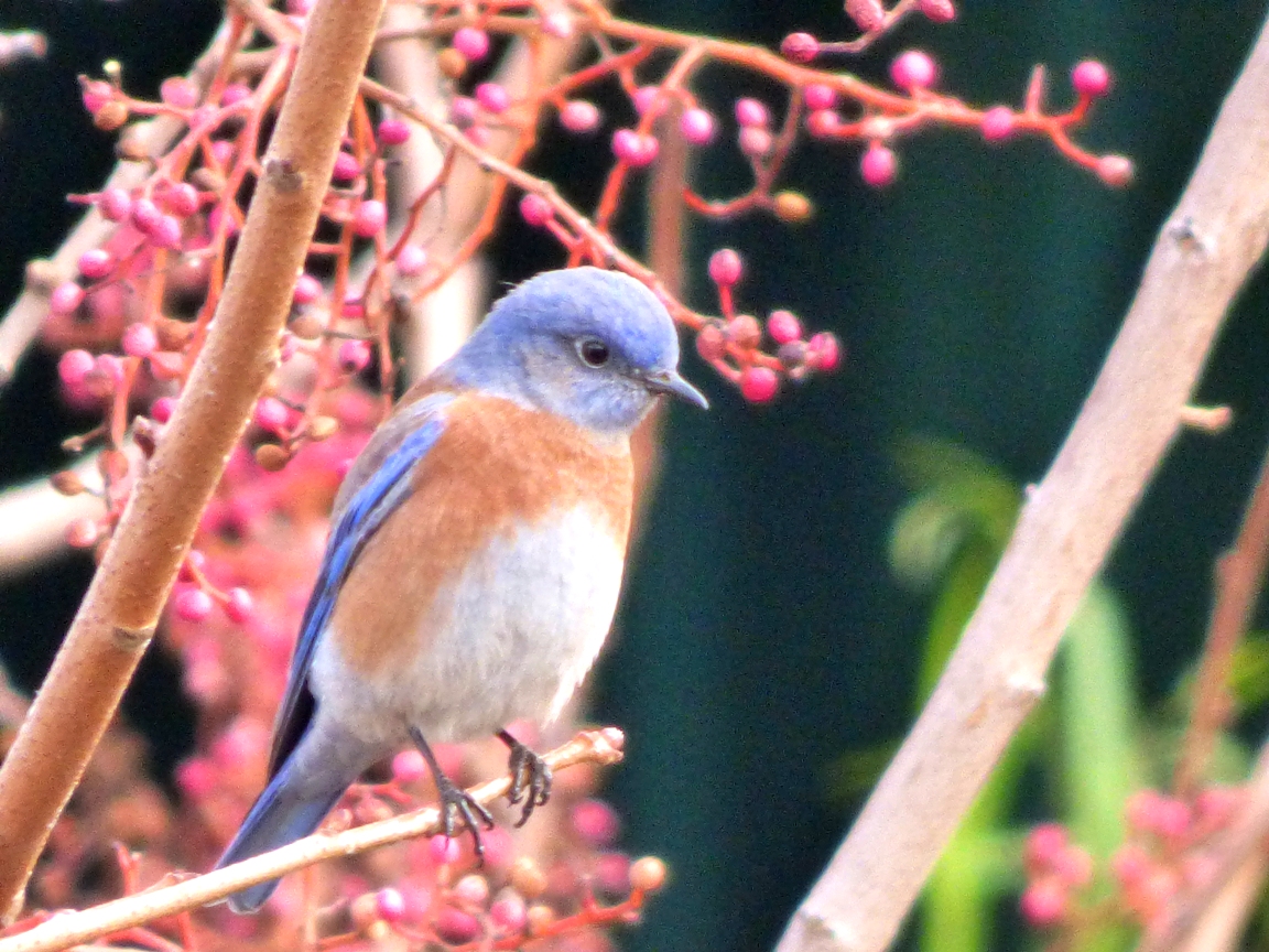 Geotripper's California Birds Birds of MJC A Bevy of Bluebirds