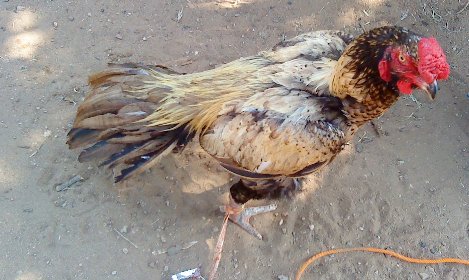 TAMIL ASILS TAMIL ASIL KNIFE FIGHTERS