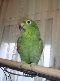 Loro que ha vivido en un Kilombo. Chistes de animales