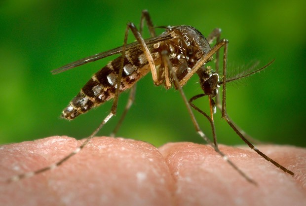 Três casos de zika vírus são confirmados na Zona da Mata