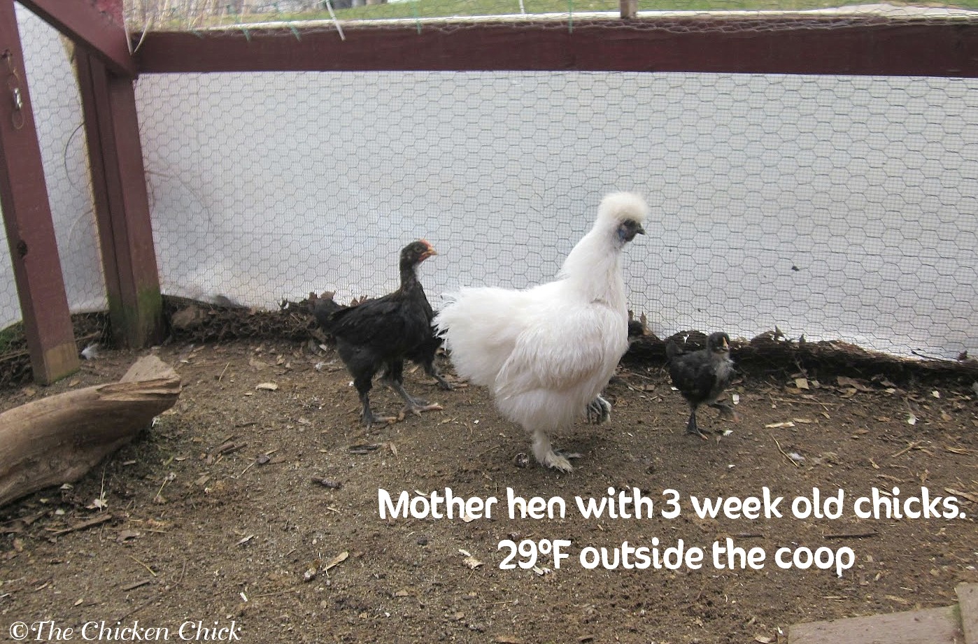 When to Move Chicks from Brooder to Chicken Coop The Chicken Chick®