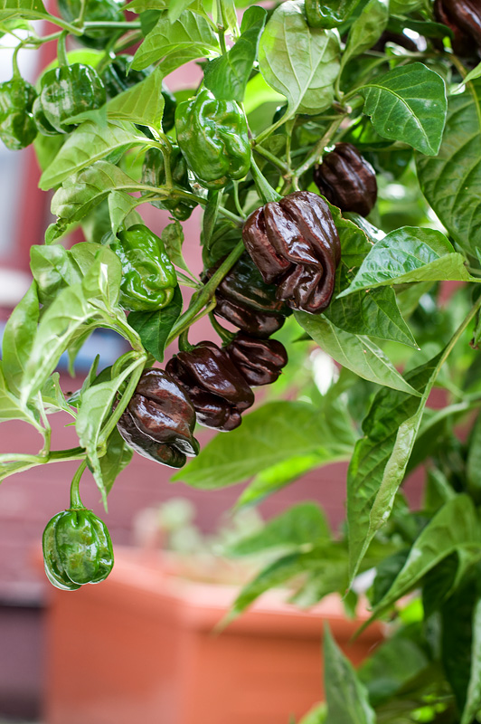 Moj svet kuhanja in priprave sladic Chocolate habanero chili