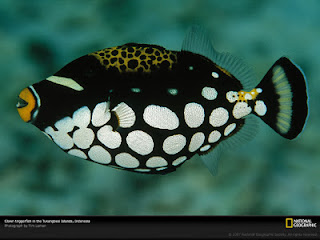 ikan hias terindah : Clown Trigger Fish ikan hias terindah : Clown Trigger Fish