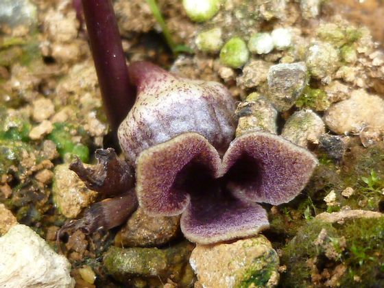 寒冷地仕様 へなちょこ園芸 ゆーほー