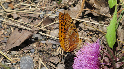 Great Spangled Fritillary, Speyeria cybele 1