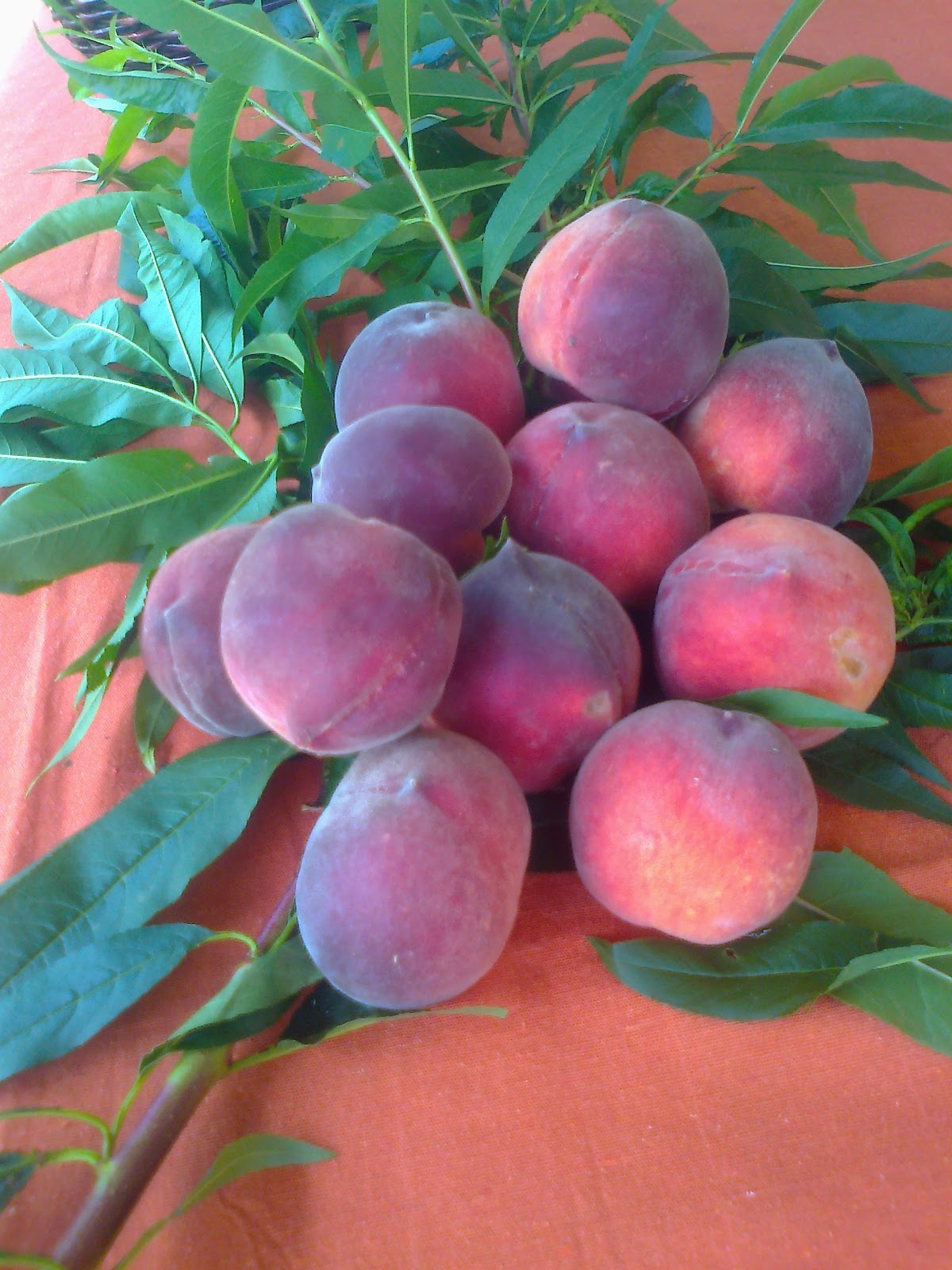 LA COCINA DE AMPARO MELOCOTONES EN ALMIBAR (la foto es de un