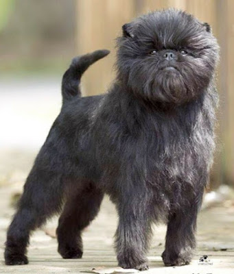 Clone dog Clone dog