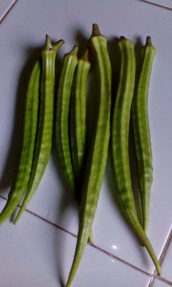 KACANG OKRA