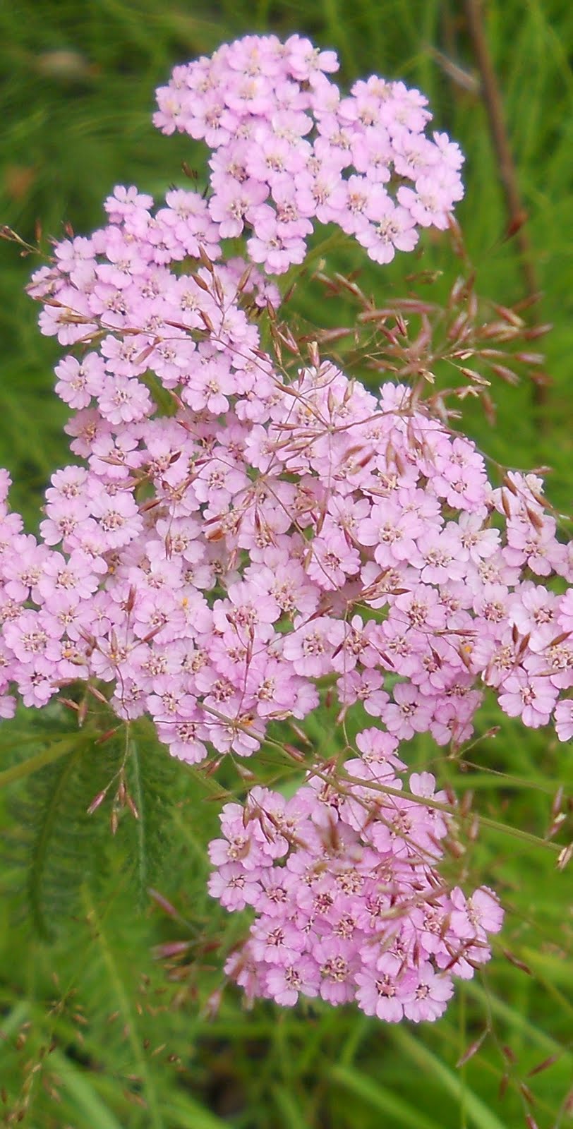 pink yarrow