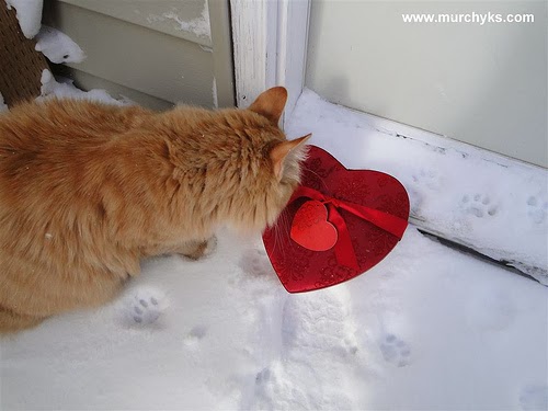 Valentine's Day cat