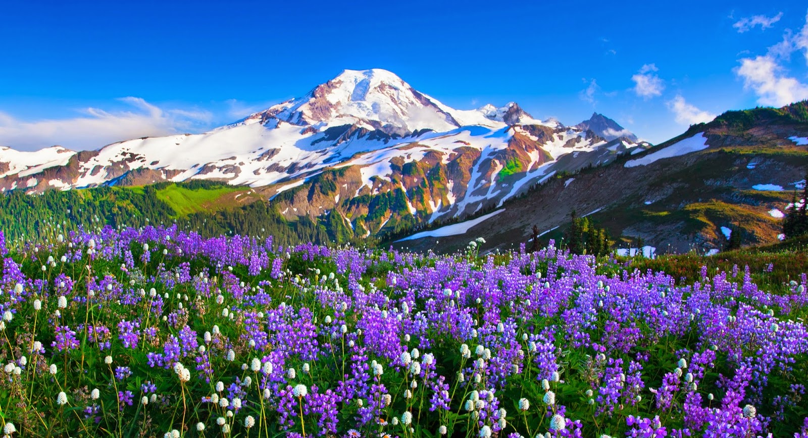 Flower Valley in Mountain Wallpaper WallpapersXplore Free HD