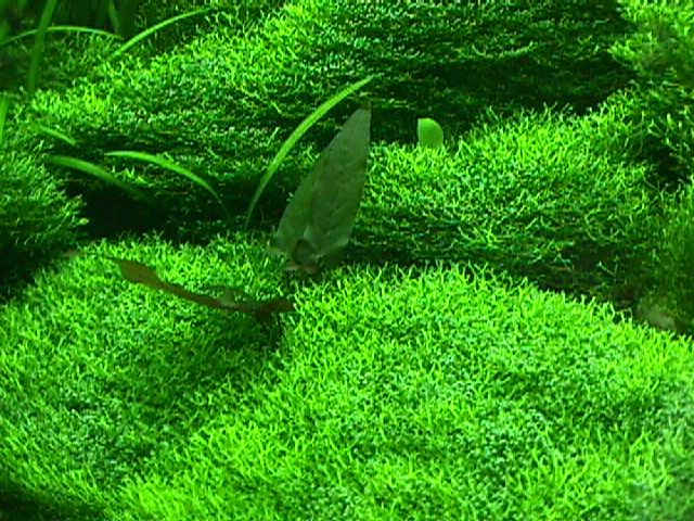 Nominasi Tanaman Aquascape 2