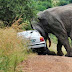 Elephants Attacking Humans and Cars