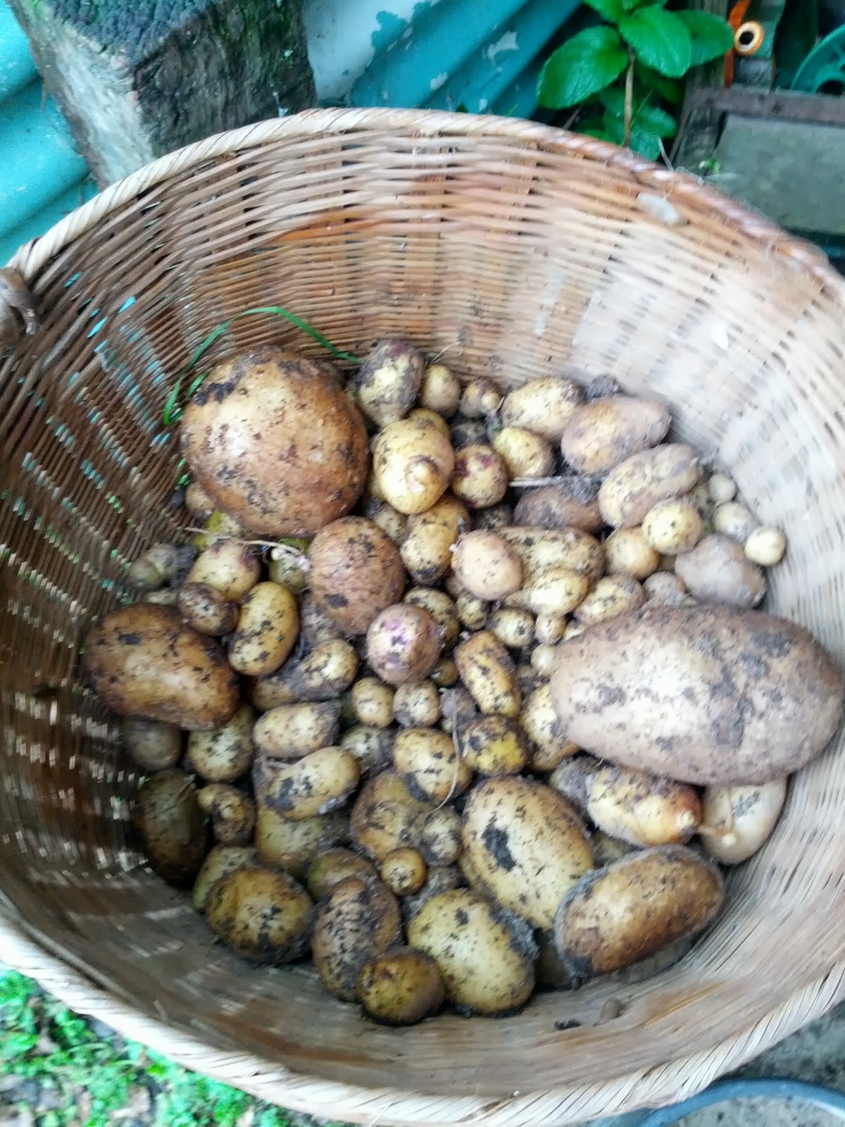 Last of the potato harvest. Southern cross P.I