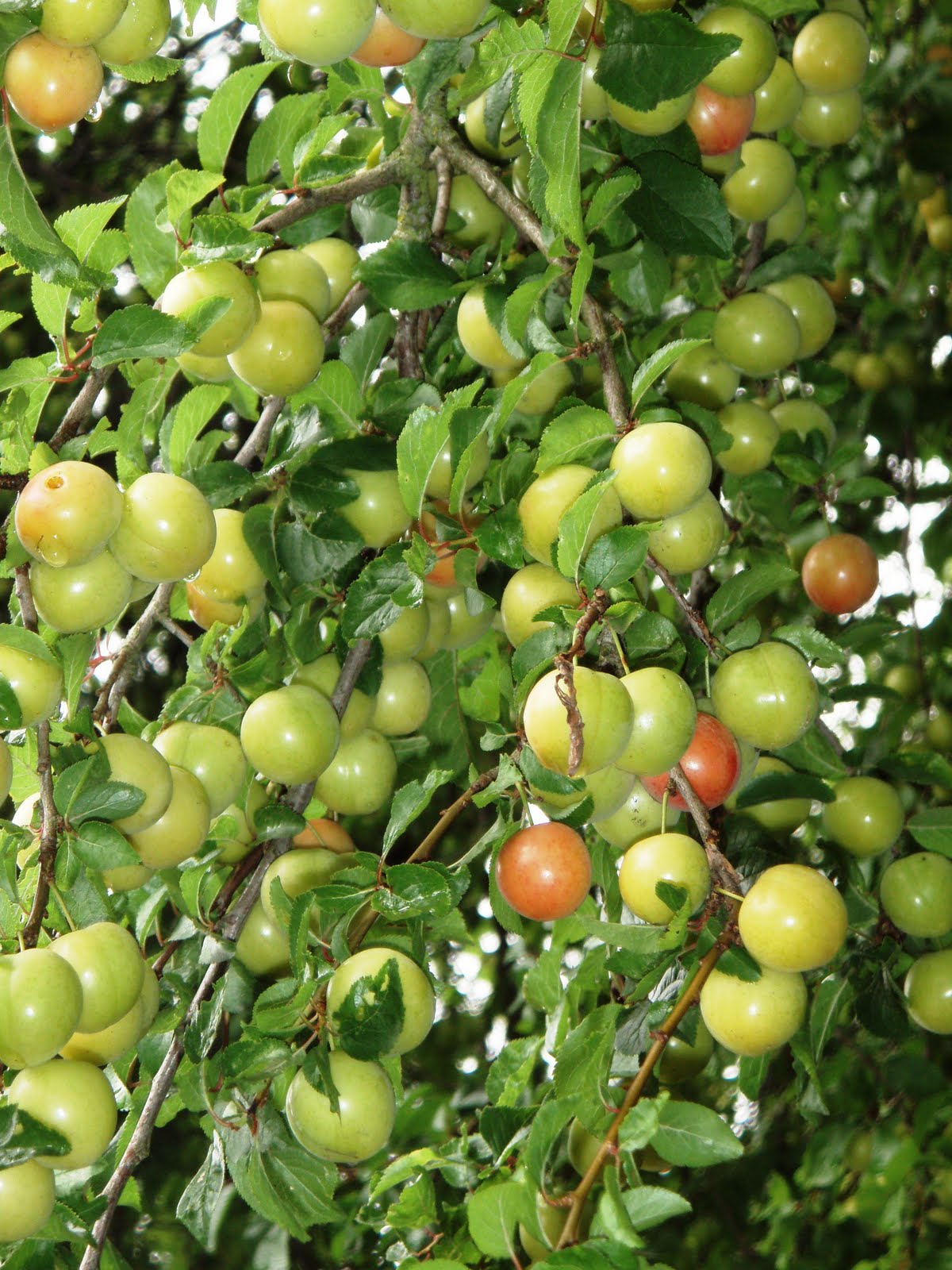 The Urbane Forager A Real Plum Spot