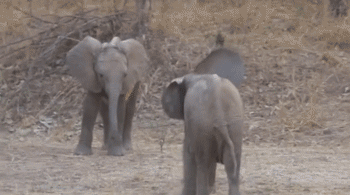 animal gif, baby elephants playing