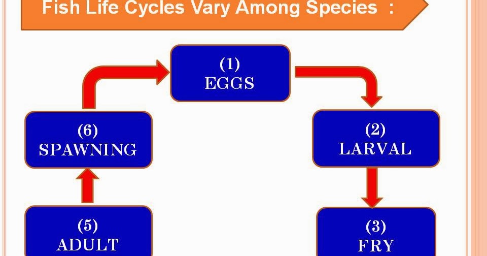 BIOLOGI PERIKANAN FaseFase Dalam Daur Hidup Ikan