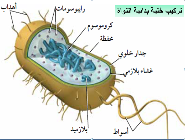 تتواجد البكتيريا المنتجة لغاز الميثان في