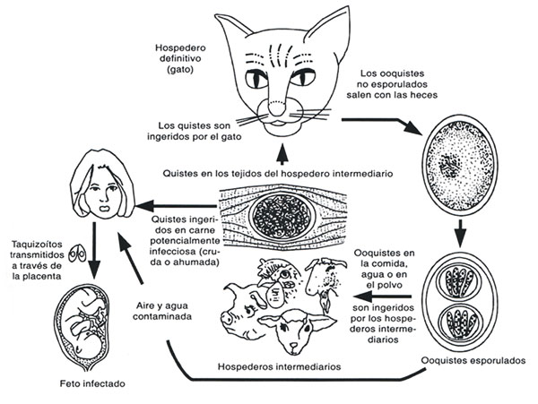 オレンジ: Toxoplasma gondii オレンジ: Toxoplasma gondii