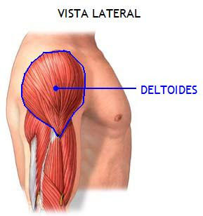 deltoides vistalateral Apalpação do Músculo Deltóide (fibras anterior, mediana e posterior)