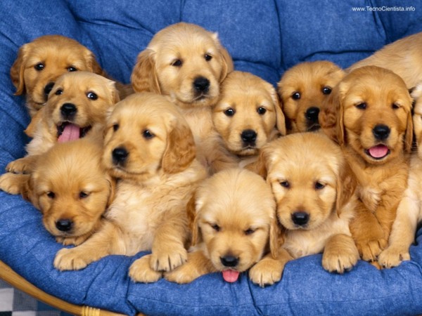 Cachorros+fofos