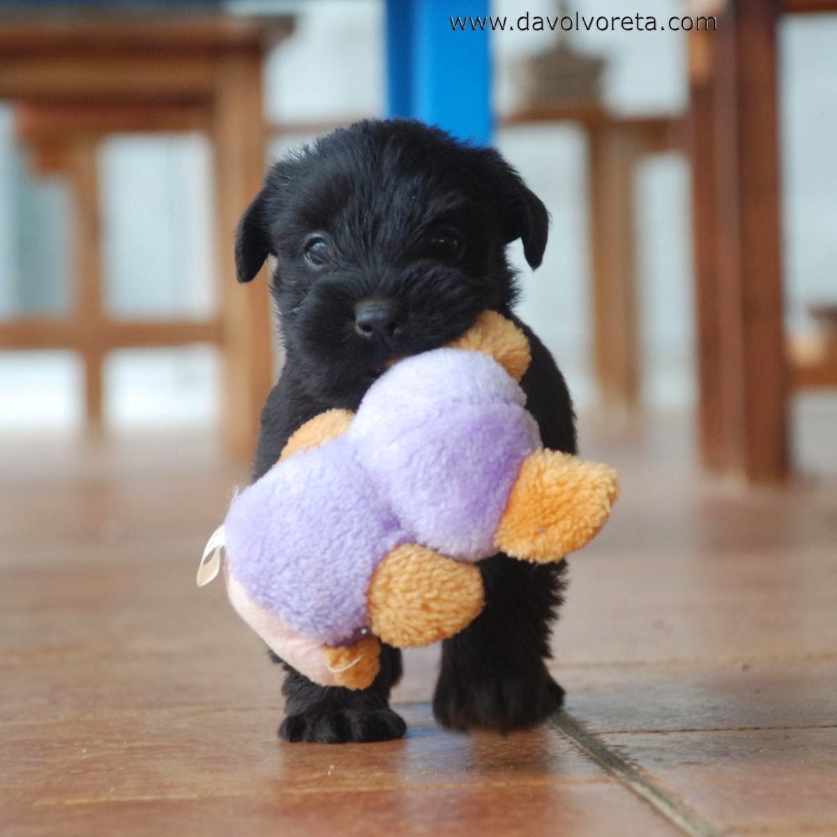 juguetes para schnauzer
