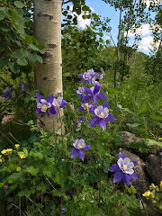 Colorado Columbine, our beautiful state flower