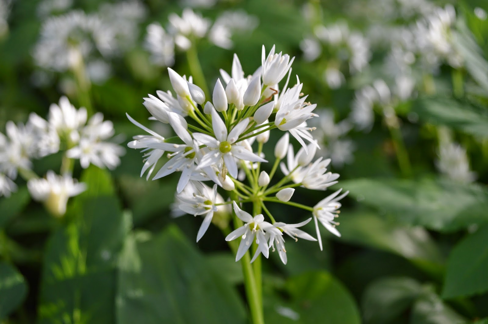 Wild Garlic Allium ursinum