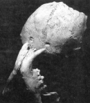 Leopard canines fit punctures in hominid skull from Swartkrans