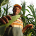 Agricultores começam a receber o benefício "Garantia-Safra" a partir desta segunda-feira(18)