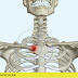 Luxação esternoclavicular: relato de caso e técnica cirúrgica